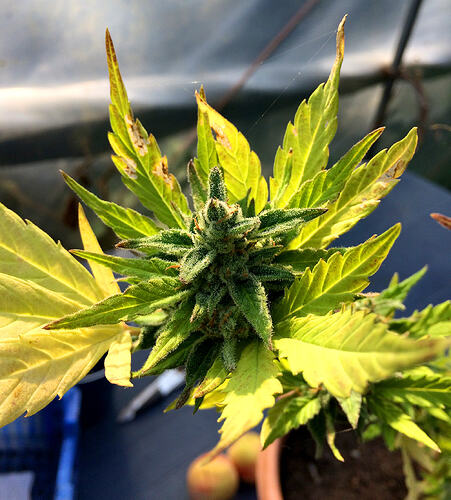 Grow26_0829_04