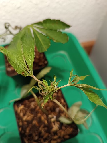 Growreport Bild 13