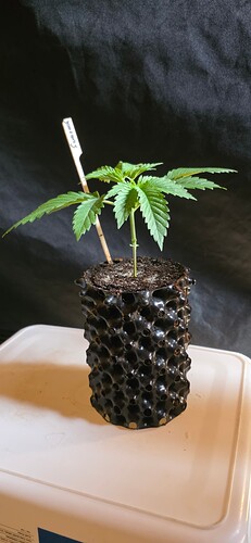 Growreport Bild 9