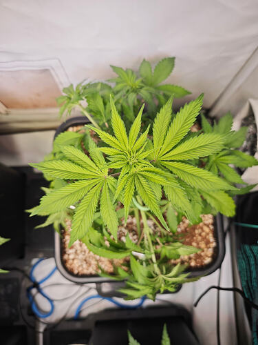 Growreport Bild 35