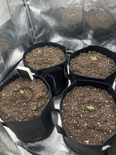 Growreport Bild 1