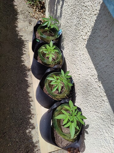 Growreport Bild 2