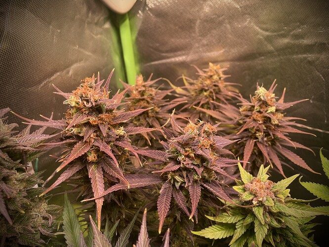 Growreport Bild 7