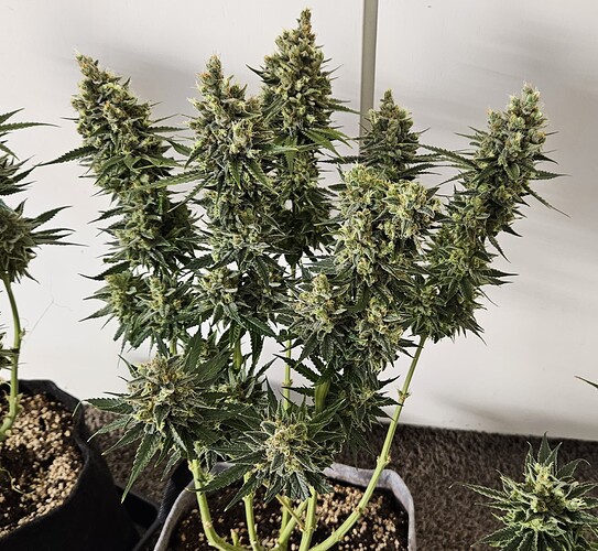 Growreport Bild 16