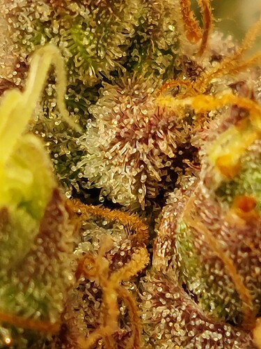 Growreport Bild 5