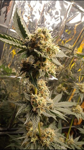 Growreport Bild 1