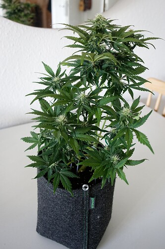 Growreport Bild 1