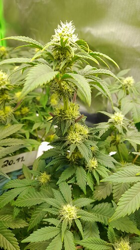 Growreport Bild 6