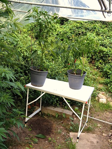 Growreport Bild 14