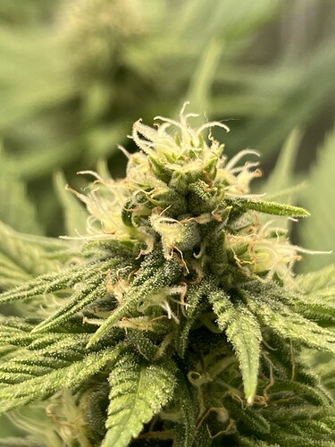 Growreport Bild 12