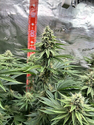 Nahaufnahme einer blühenden Cannabispflanze in einem Growzelt mit einem Messstab im Hintergrund.
