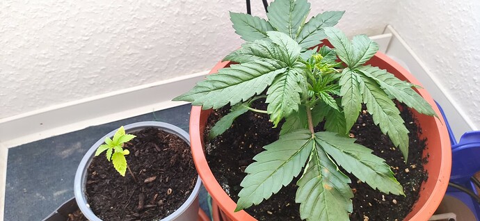 IMG_20250528_201858 - Kopie