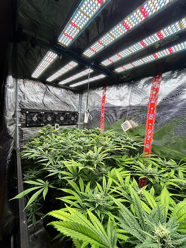 Blick in ein Growzelt mit mehreren Cannabis-Pflanzen in der Blütephase unter LED-Beleuchtung.