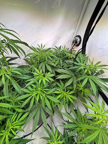 Growreport Bild 4