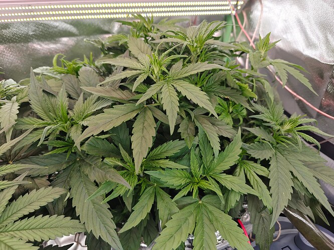 Growreport Bild 8