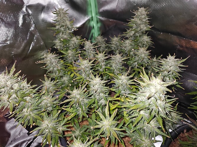 Growreport Bild 15