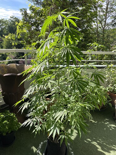 Growreport Bild 77