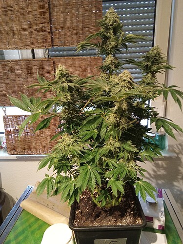 Growreport Bild 8