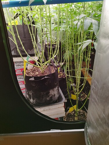 Mehrere Cannabis-Pflanzen in Stofftöpfen, die sich in der Wachstumsphase befinden und beschnitten werden.
