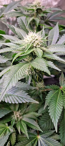 Growreport Bild 20