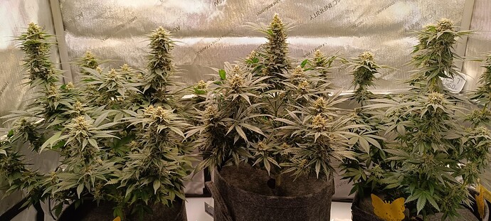 Growreport Bild 1