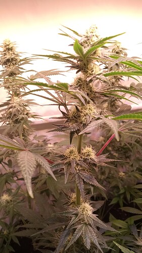 Growreport Bild 1