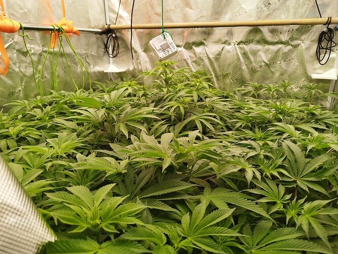 Growreport Bild 11