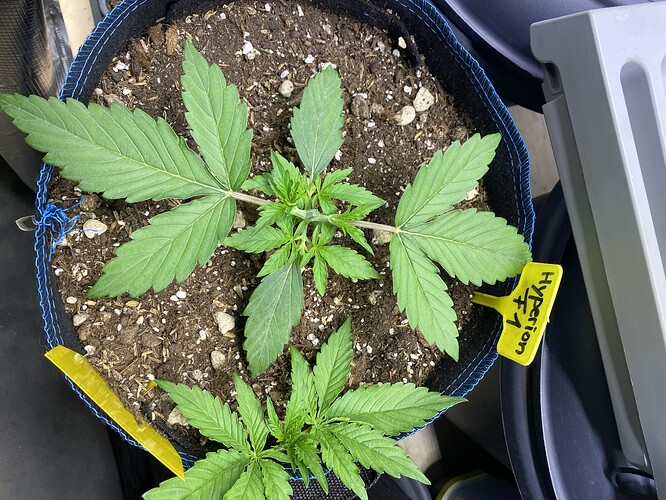 Growreport Bild 33