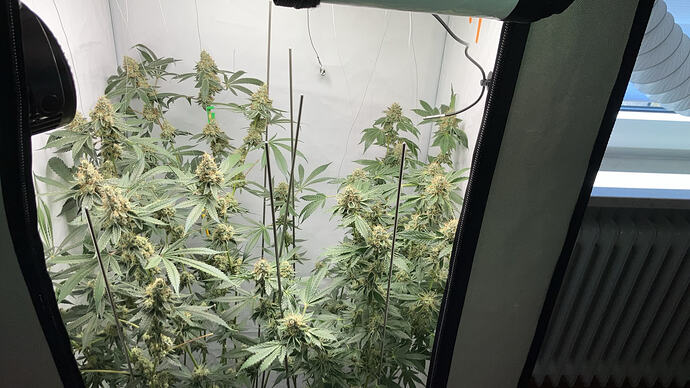 Zwei blühende Cannabispflanzen in einem Growzelt, kurz vor der Ernte.