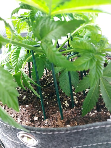 Growreport Bild 5