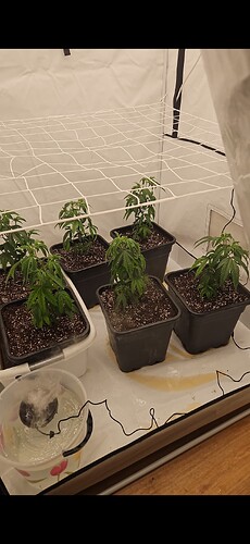 Growreport Bild 4