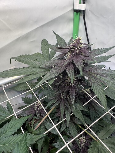 Growreport Bild 12