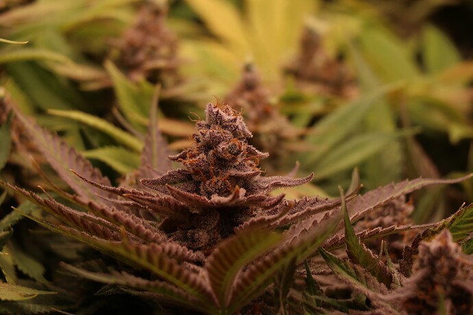 Growreport Bild 45