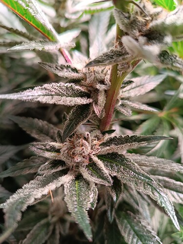 Growreport Bild 3