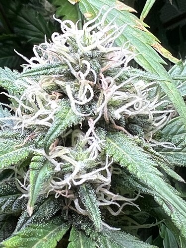 Growreport Bild 27