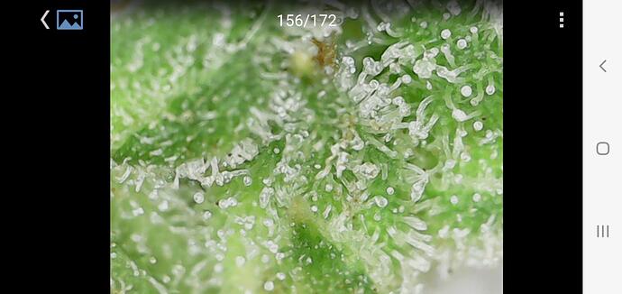Growreport Bild 9