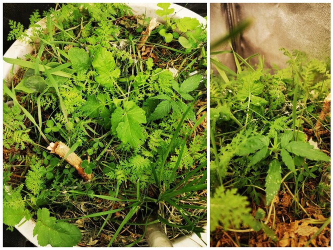 Collage_20250311_142901