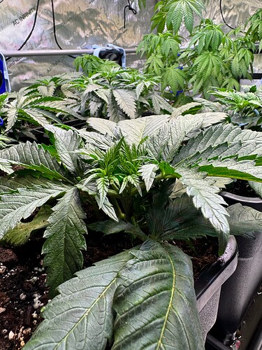 Growreport Bild 16