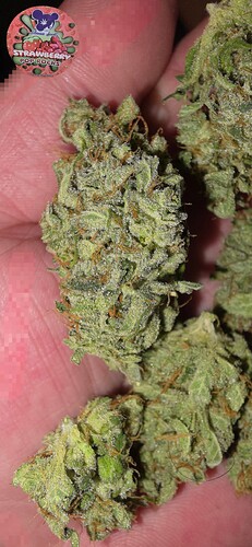 Growreport Bild 56
