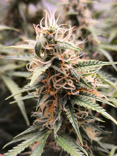 Growreport Bild 13