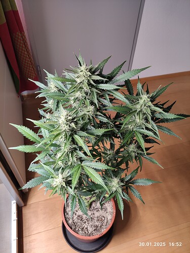 Growreport Bild 25