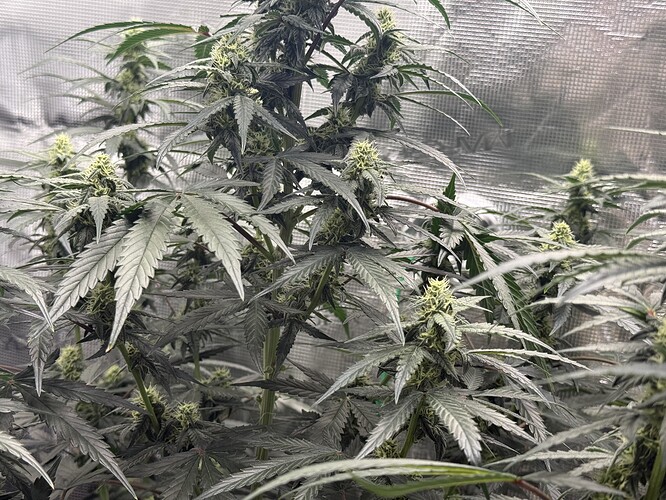 Growreport Bild 3