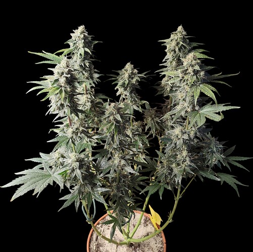 Growreport Bild 47