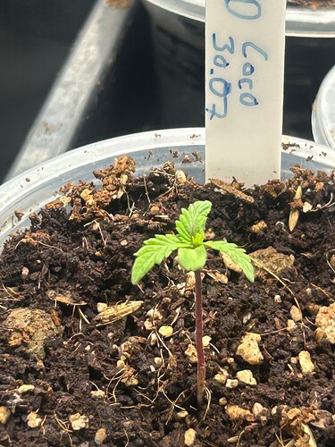 Growreport Bild 9