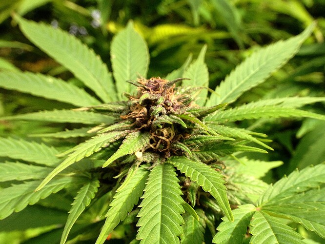 Grow25_1013b_05