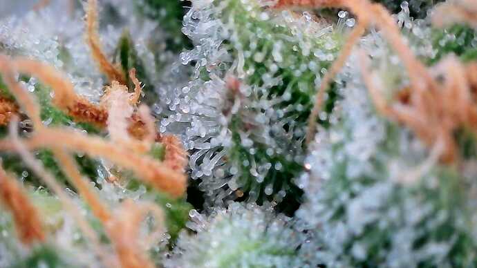 Growreport Bild 55