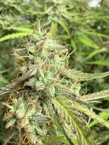 Growreport Bild 50