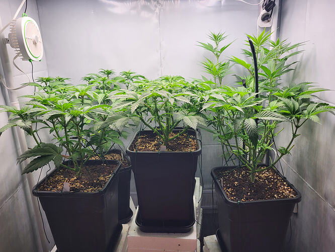 Growreport Bild 6