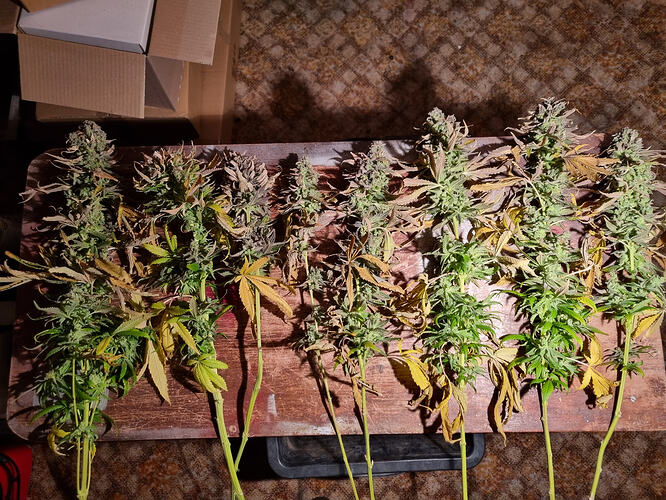 Mehrere frisch geerntete Cannabispflanzen liegen auf einem Holztisch, einige mit reifen Blütenköpfen und gelben Blättern.