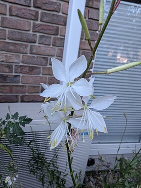 PXL_20250630_052833924